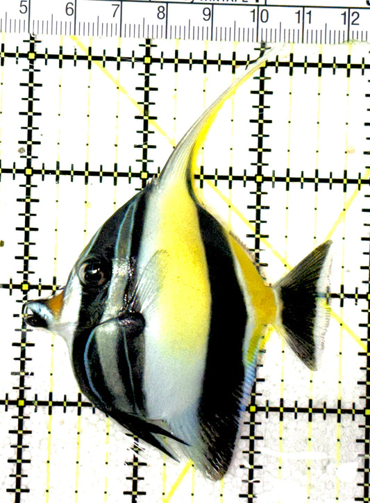 Moorish Idol MI051901 WYSIWYG Size: M 2.75" approx