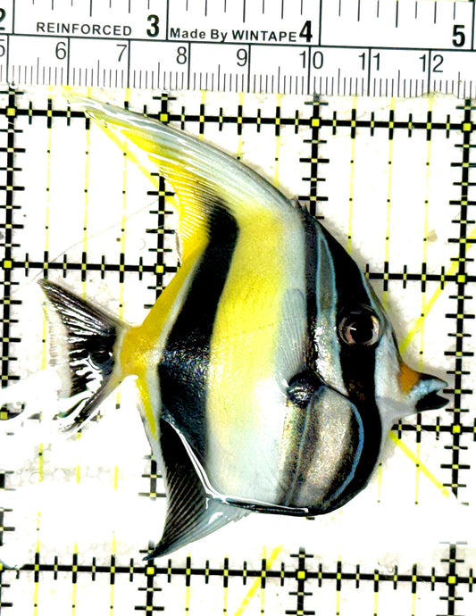 Moorish Idol MI051902 WYSIWYG Size: M 3" approx