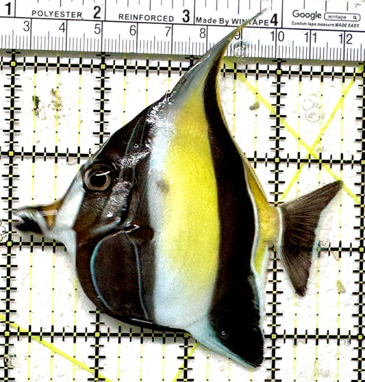 Moorish Idol MI071301 WYSIWYG Size: ML 3.75" approx