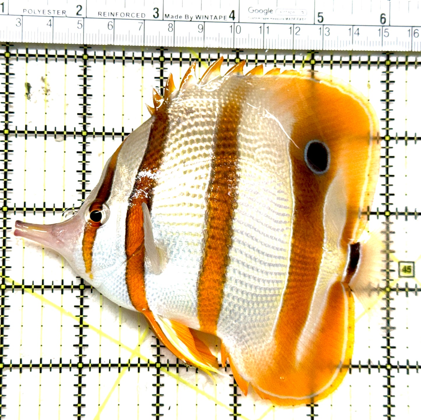 Copperband Butterflyfish CB071301 WYSIWYG Size: XXL 5.25" approx