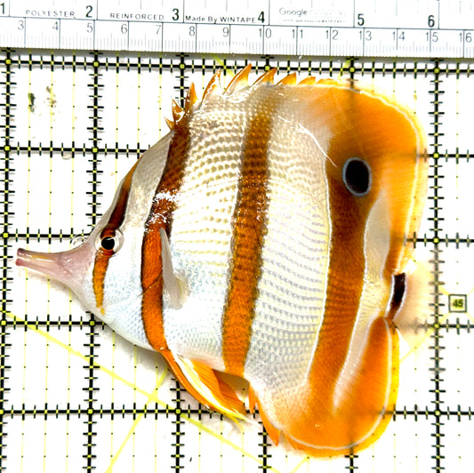 Copperband Butterflyfish CB071301 WYSIWYG Size: XXL 5.25" approx