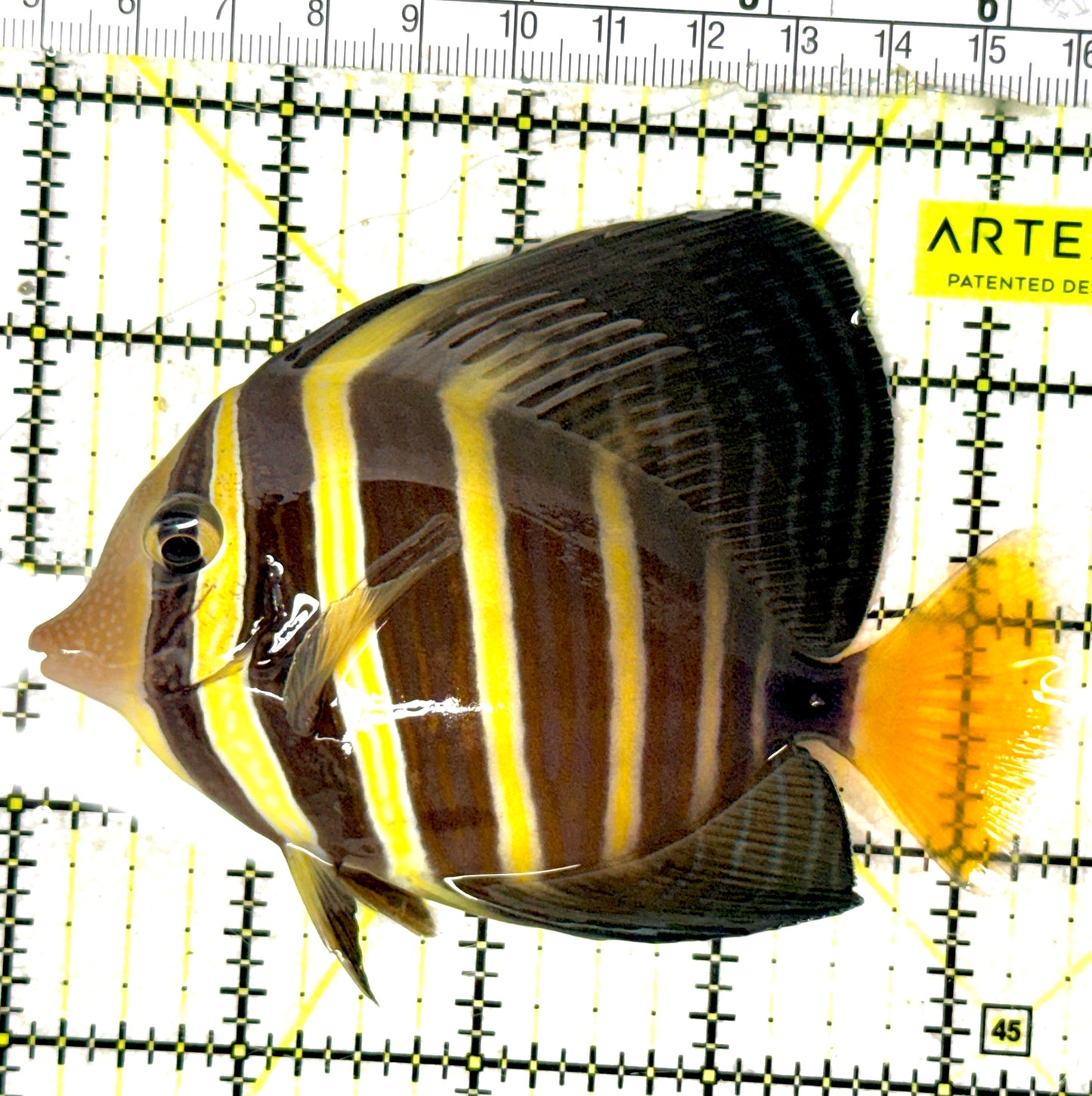 Sailfin Tang ST051801 WYSIWYG Size: L 4.5" approx