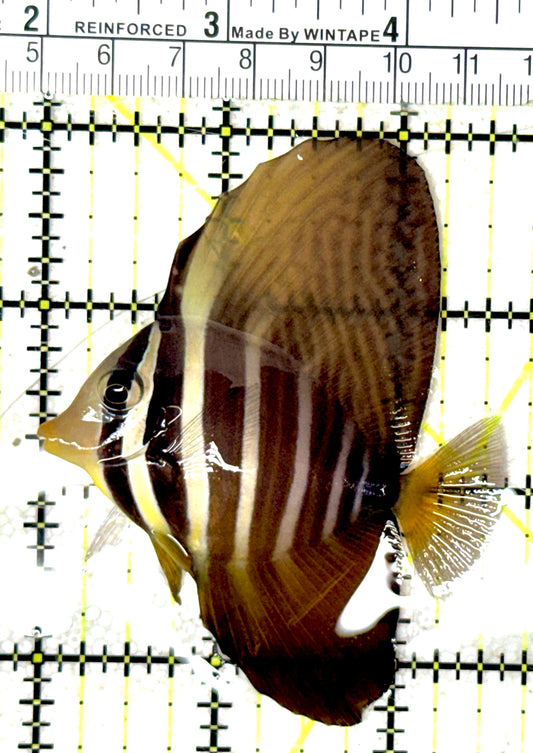 Sailfin Tang ST051903 WYSIWYG Size: M 2.75" approx