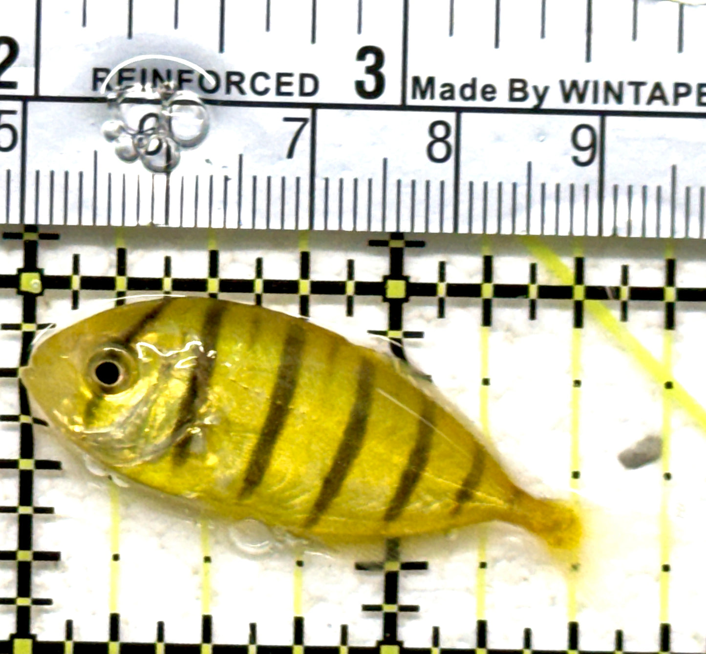 Gold Black Pilot Fish GBPF071303 WYSIWYG Size: Tiny 1.75" approx