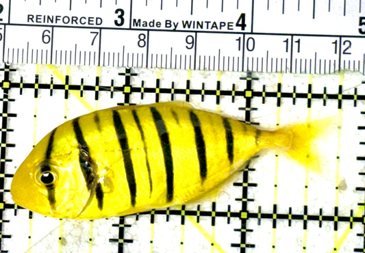 Gold Black Pilot Fish GBPF051801 WYSIWYG Size: S 2.75" approx