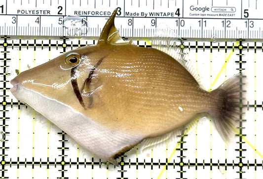 Lei Boomerang Triggerfish LBT071301 WYSIWYG Size: L 4" approx