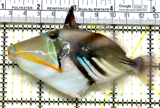 Humu Picasso Triggerfish HPT071301 WYSIWYG Size: L 4.25" approx