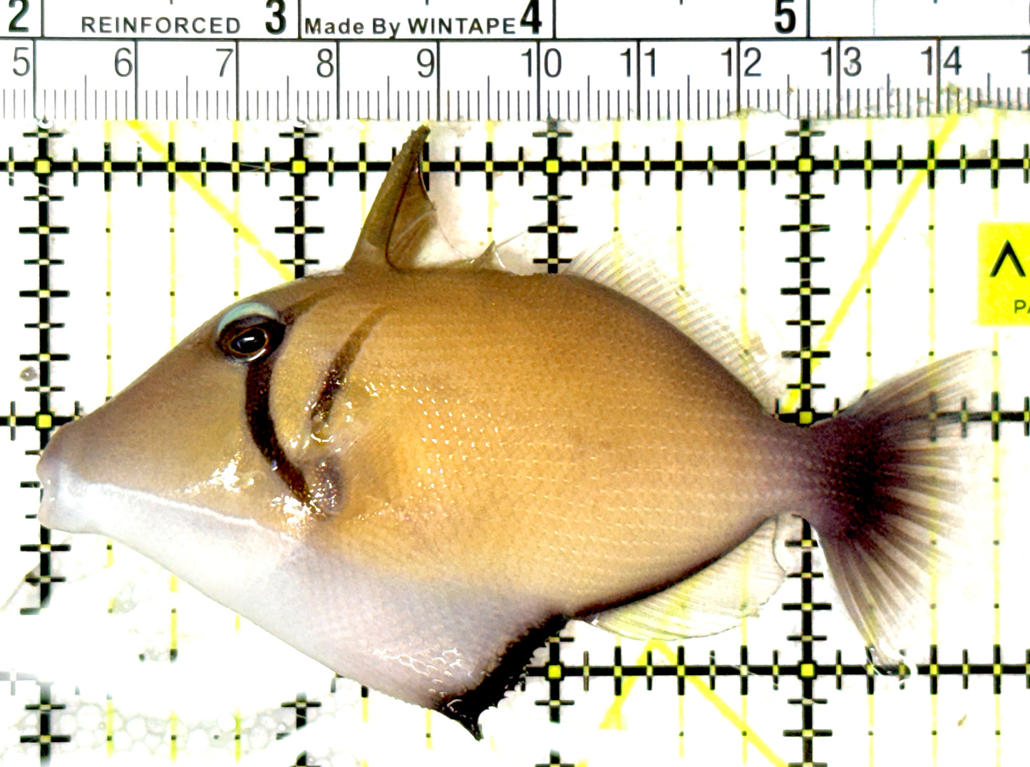 Lei Boomerang Triggerfish LBT051901 WYSIWYG Size: ML 3.75" approx