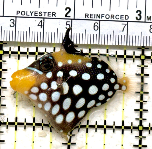 Clown Triggerfish CT071301 WYSIWYG Size: SM 2" approx
