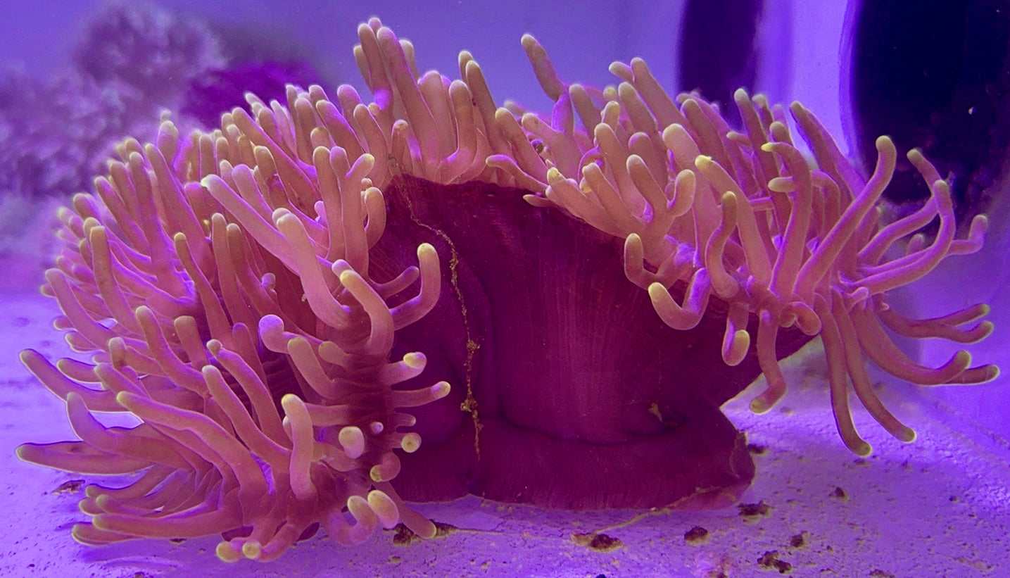 Purple Tip Ritteri Anemone (Maldives Import) PRA072701 WYSIWYG Size: XXXL/SHOW 16"