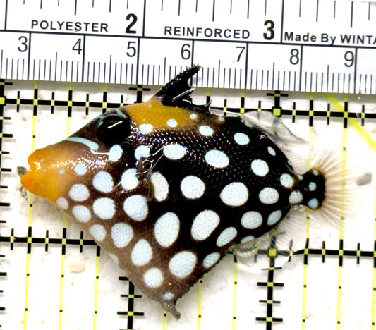 Clown Triggerfish CT071302 WYSIWYG Size: SM 2.25" approx