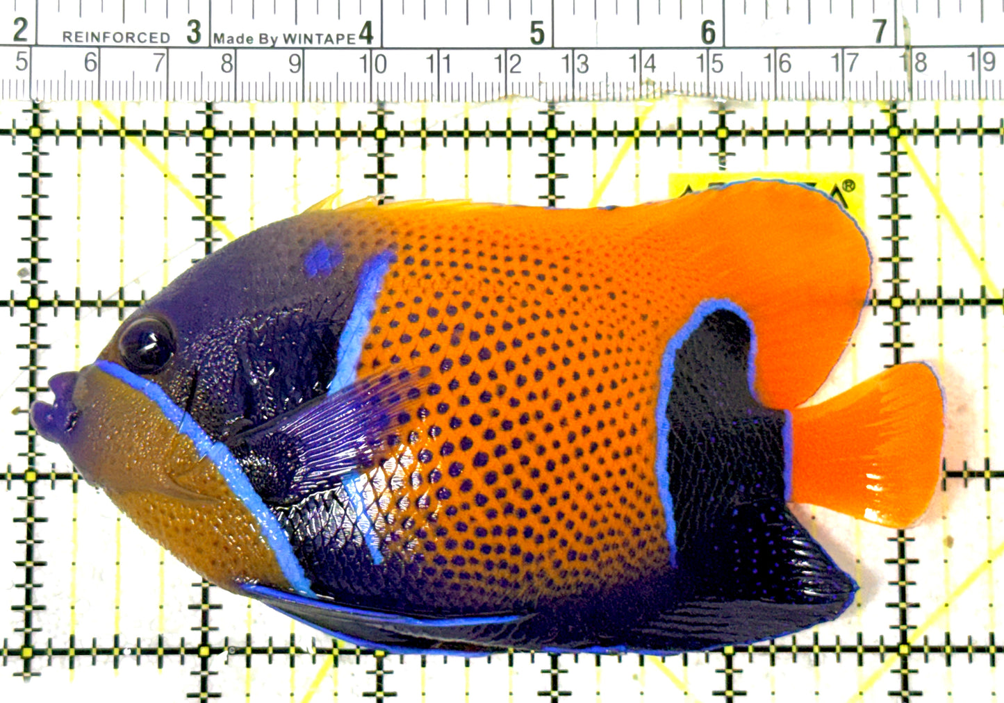 Majestic Angelfish MA051801 WYSIWYG Size: XL 5.5" approx