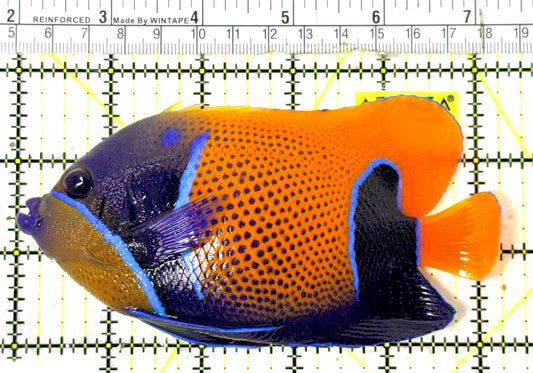 Majestic Angelfish MA051801 WYSIWYG Size: XL 5.5" approx