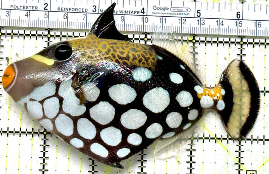 Clown Triggerfish CT071303 WYSIWYG Size: L 5.5" approx