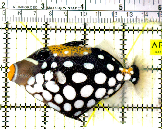 Clown Triggerfish CT051802 WYSIWYG Size: M 3.75" approx