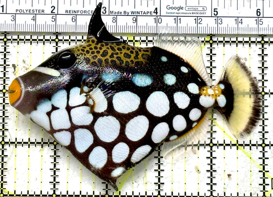 Clown Triggerfish CT071304 WYSIWYG Size: L 5" approx