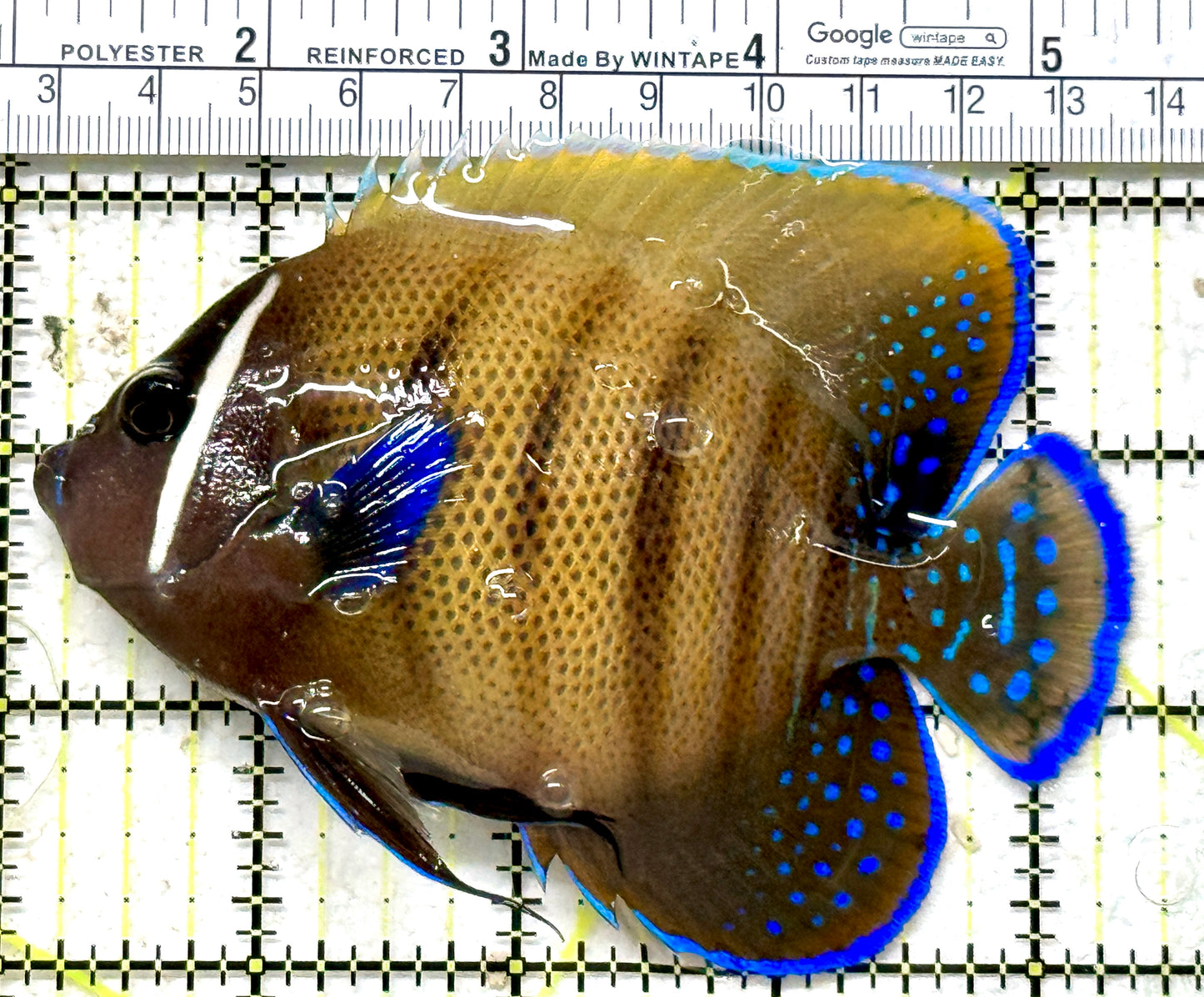 Sixbar Angelfish Adult SAA071301 WYSIWYG Size: L 4.5" approx
