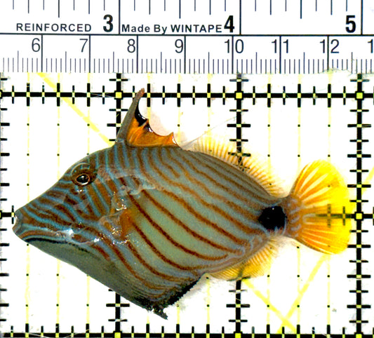 Undulated Triggerfish UT051801 WYSIWYG Size: L 3" approx