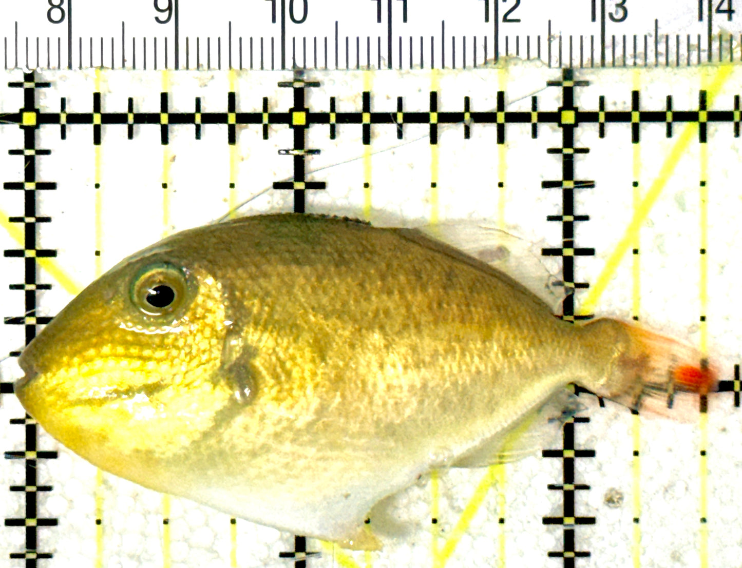 Goldenback Triggerfish GT051802 WYSIWYG Size: M (Juvenile 2.5" approx) See Note