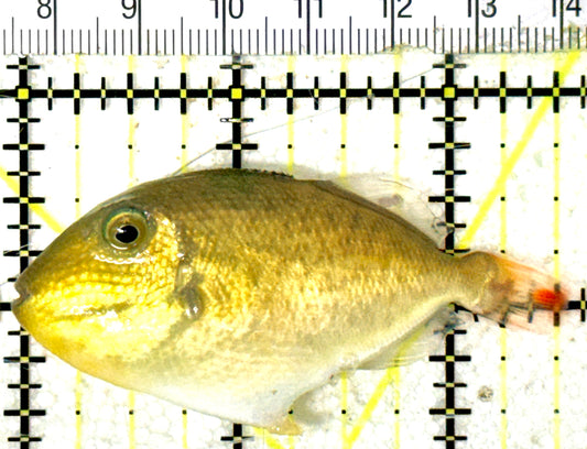 Goldenback Triggerfish GT051802 WYSIWYG Size: M (Juvenile 2.5" approx) See Note