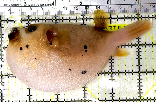 Dogface PufferFish DP051901 WYSIWYG Size: XL 5.5" approx