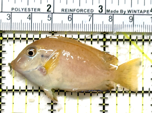 Orange Shoulder Tang Juvenile OSTJ071301 WYSIWYG Size: S 2.5" approx
