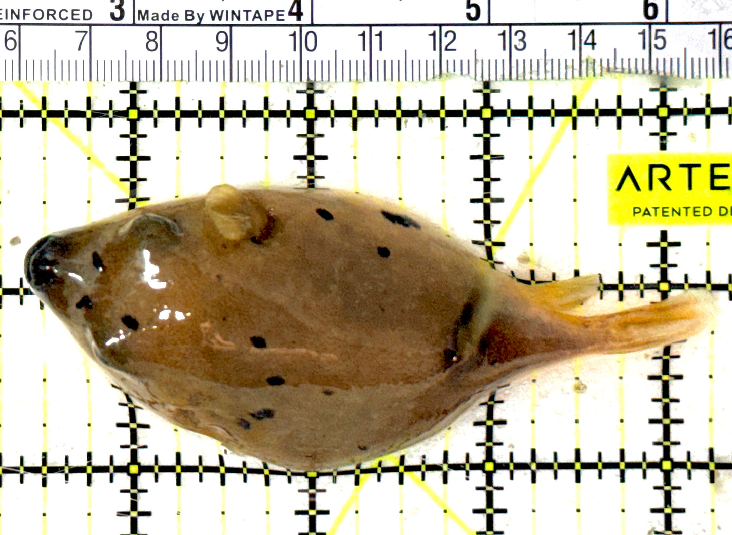 Dogface PufferFish DP051902 WYSIWYG Size: L 4" approx