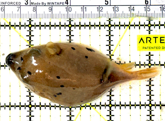Dogface PufferFish DP051902 WYSIWYG Size: L 4" approx