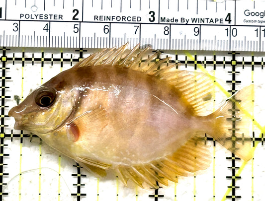 Golden Rabbitfish GR071601 WYSIWYG Size: M 3.25" approx