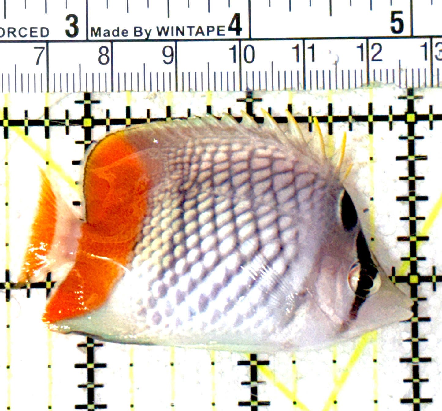 Pearlscale Butterflyfish PB051801 WYSIWYG Size: S 2.5" approx