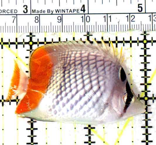 Pearlscale Butterflyfish PB051801 WYSIWYG Size: S 2.5" approx