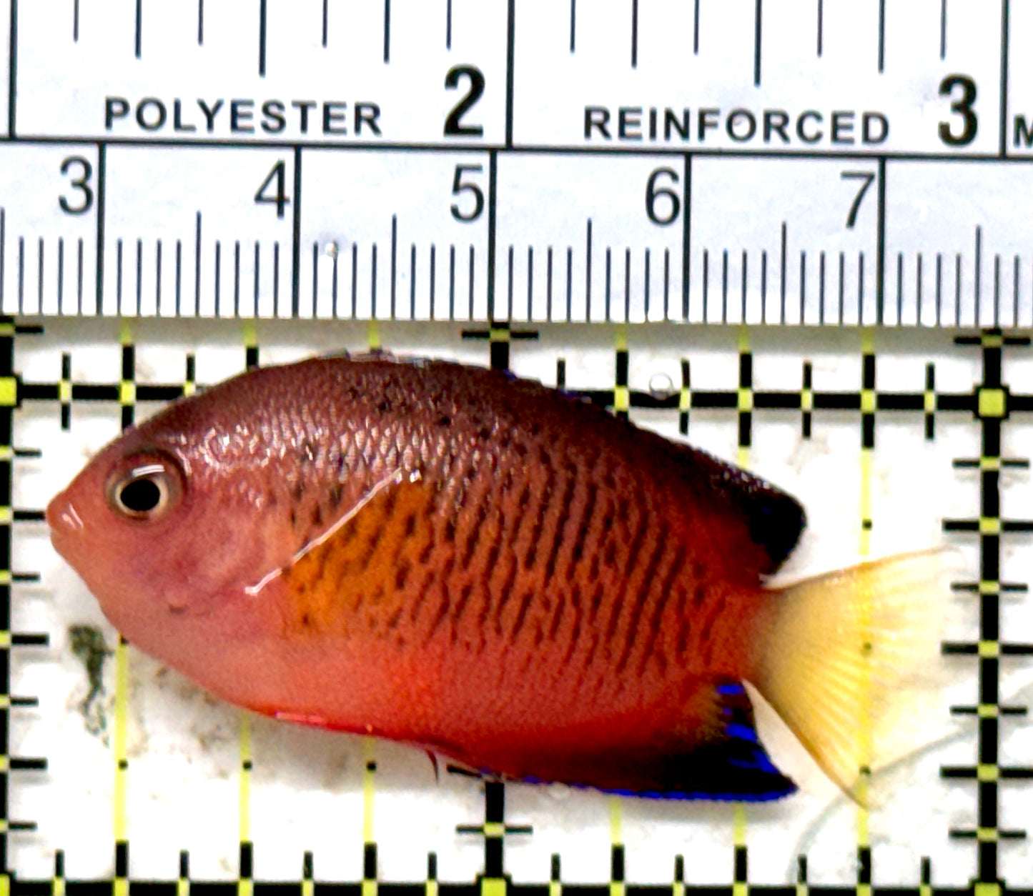 Rusty Angelfish RA071301 WYSIWYG Size: M 2" approx
