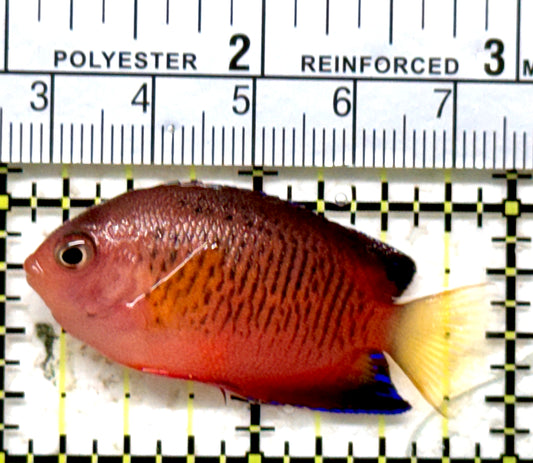 Rusty Angelfish RA071301 WYSIWYG Size: M 2" approx