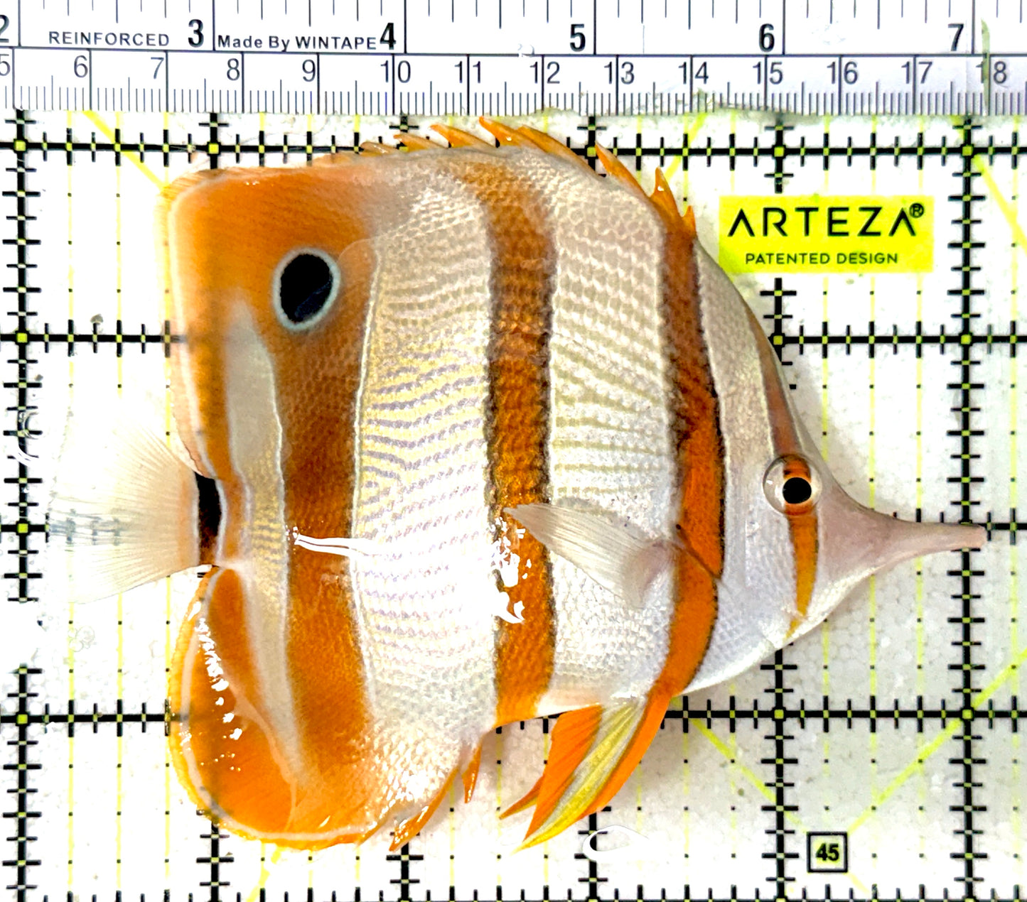 Copperband Butterflyfish CB051801 WYSIWYG Size: XXL 5.25" approx