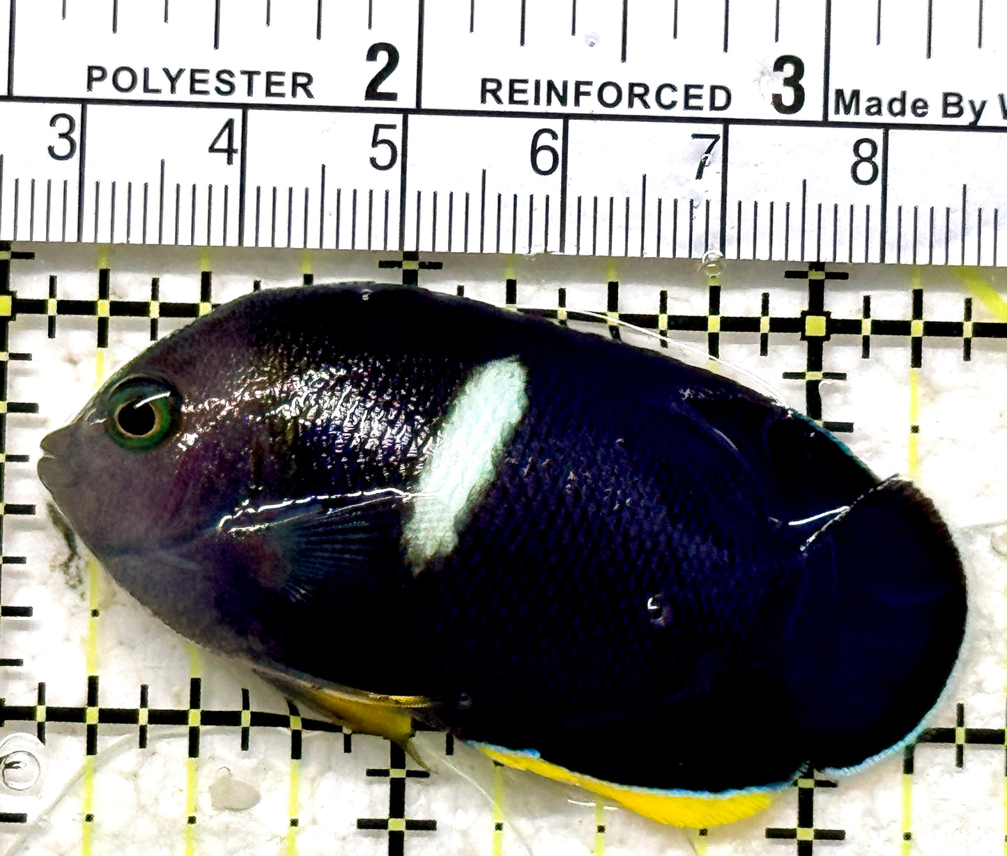 Keyhole Angelfish KA071301 WYSIWYG Size: ML 2.25" approx