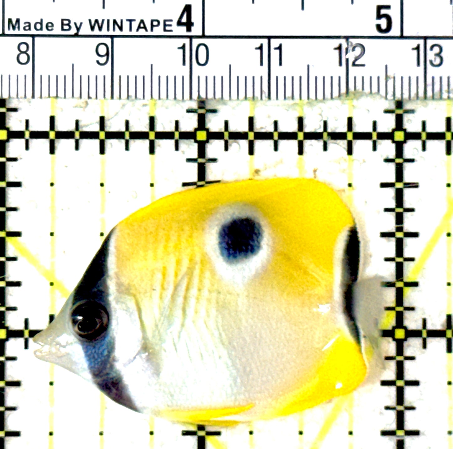 Teardrop Butterflyfish TB051801 WYSIWYG Size: M 2" approx