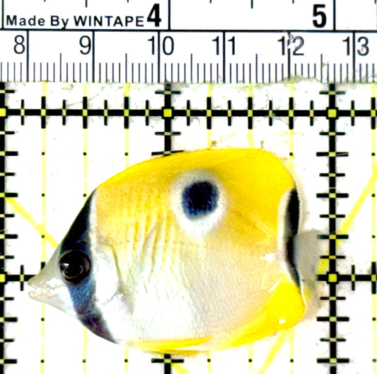 Teardrop Butterflyfish TB051801 WYSIWYG Size: M 2" approx