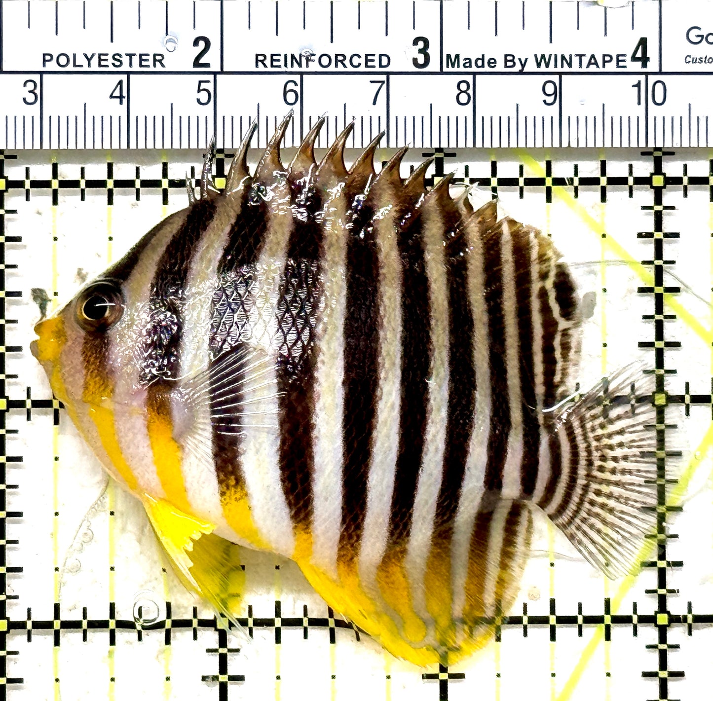 Multibar Angelfish MA071301 WYSIWYG Size: XXL 3" approx