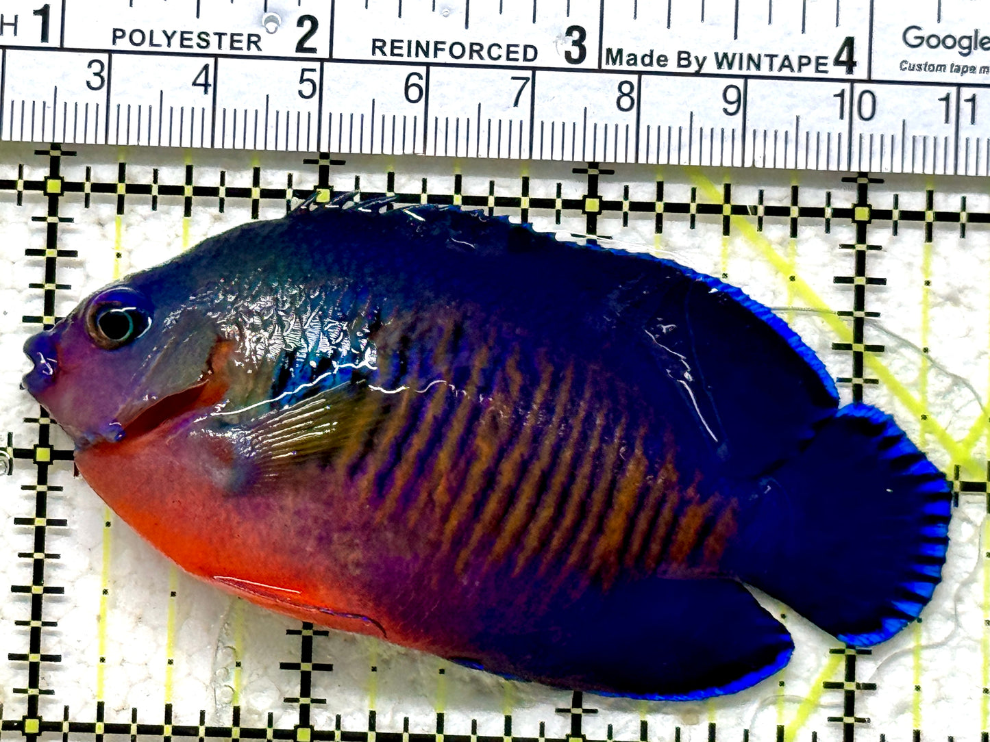 Coral Beauty Angelfish CBA071301 WYSIWYG Size: L 3.25" approx