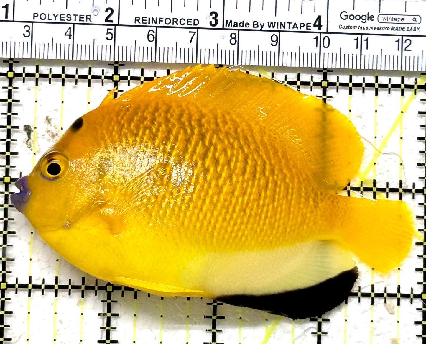 Flagfin Angelfish FA071301 WYSIWYG Size: M 4" approx