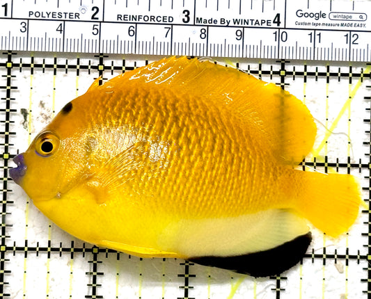 Flagfin Angelfish FA071301 WYSIWYG Size: M 4" approx