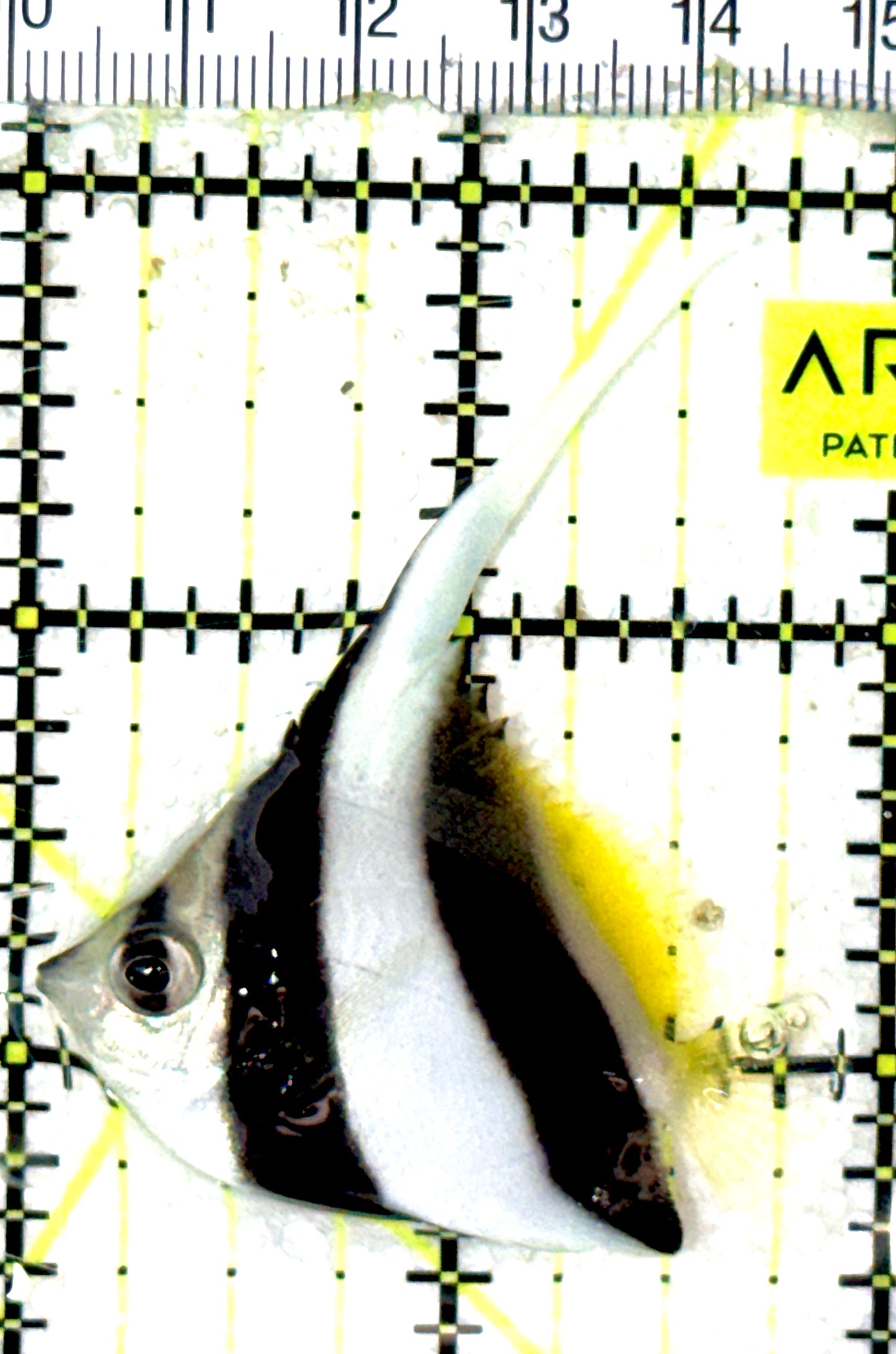 Heniochus Butterflyfish HB051901 WYSIWYG Size: S 2" approx