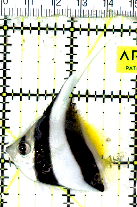 Heniochus Butterflyfish HB051901 WYSIWYG Size: S 2" approx