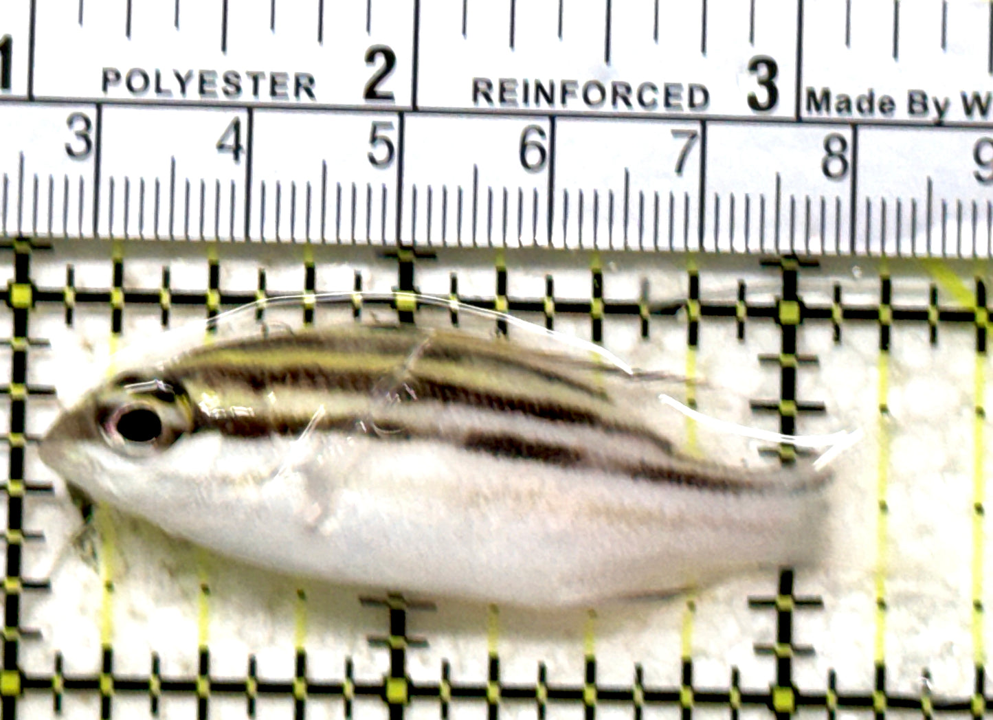 Two Lined Monocle Bream TLMB071301 WYSIWYG Size: M 2.25" approx
