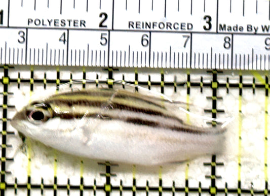 Two Lined Monocle Bream TLMB071301 WYSIWYG Size: M 2.25" approx