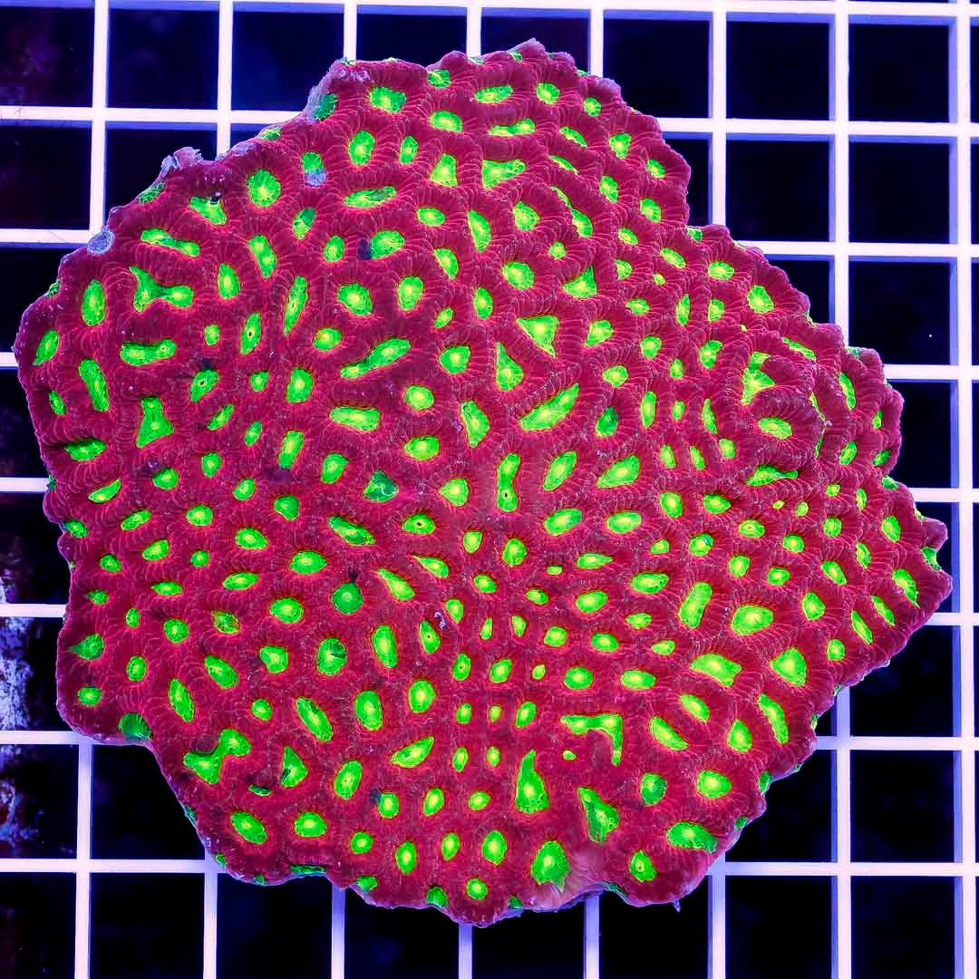 Indo Metallic Favites Mother Colony IMFMC100801 WYSIWYG
