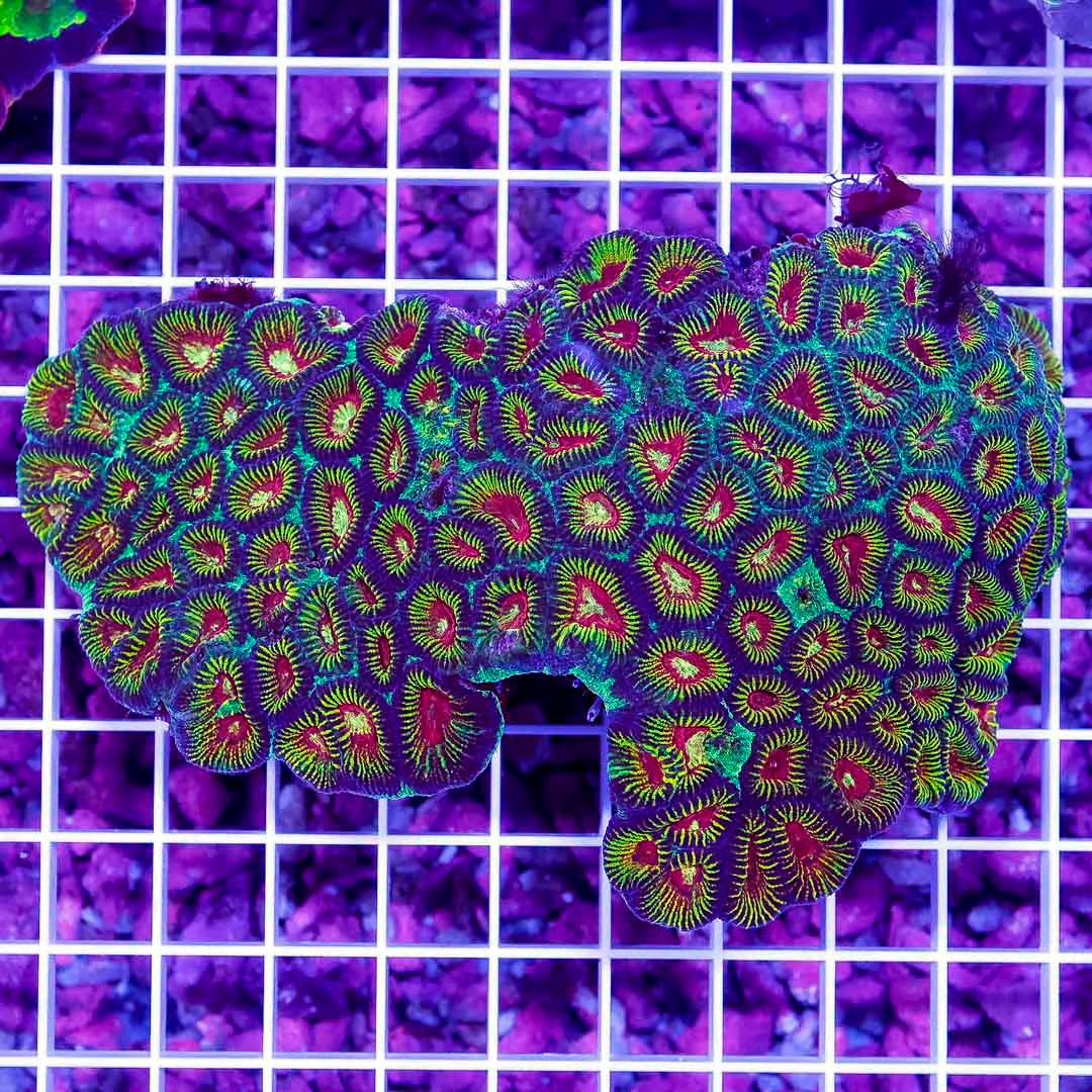 Ultra Aussie Favia Mother Colony UAFMC100801 WYSIWYG