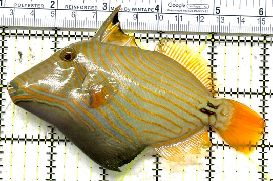 Undulated Triggerfish UT071301 WYSIWYG Size: XL 5" approx