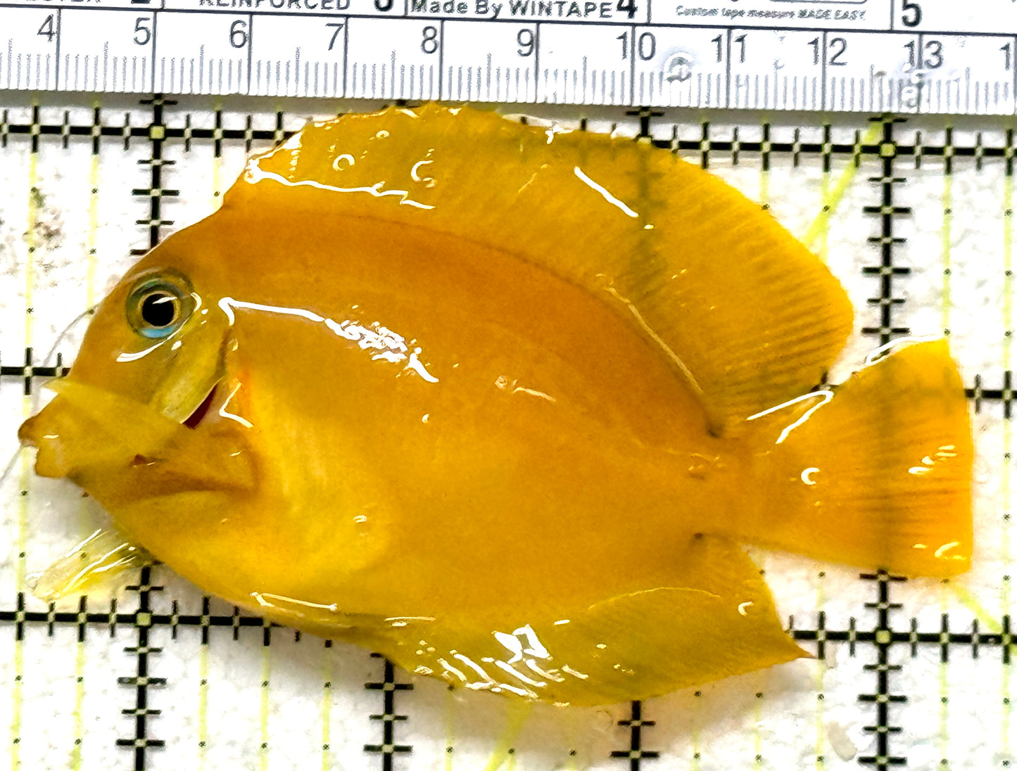 Yellow Mimic Tang (Chocolate Tang When it is Adult) YMT071301 WYSIWYG Size: M 3.75" approx