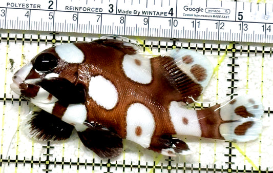 Harlequin Spotted Grunt Sweetlips HSGS071302 WYSIWYG Size: M 4" approx